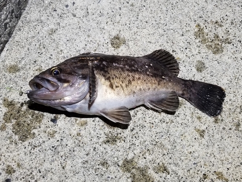 クロソイの釣果