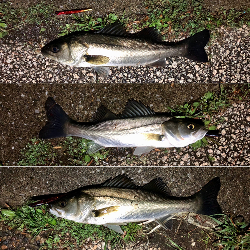 シーバスの釣果