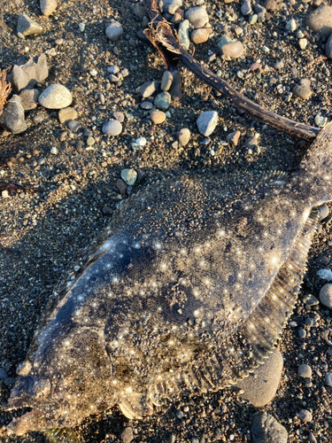 ヒラメの釣果