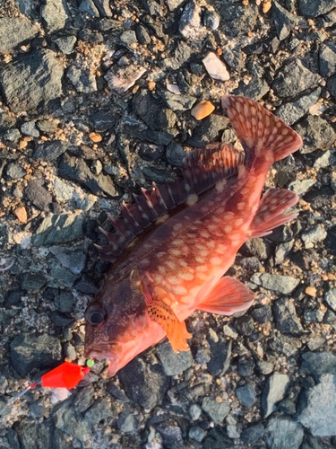 アラカブの釣果