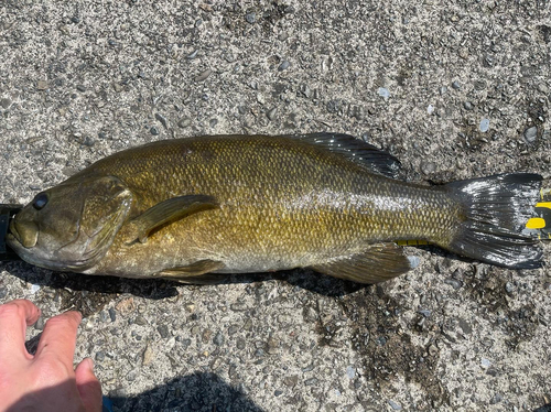 スモールマウスバスの釣果