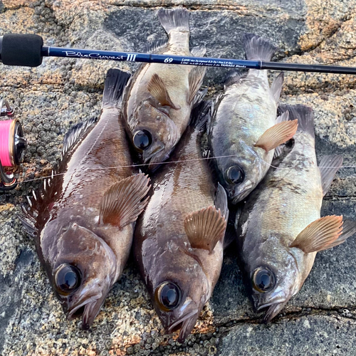 メバルの釣果