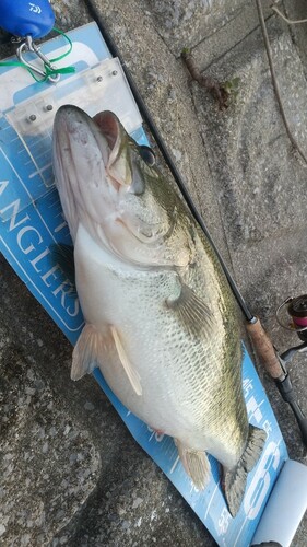 ブラックバスの釣果