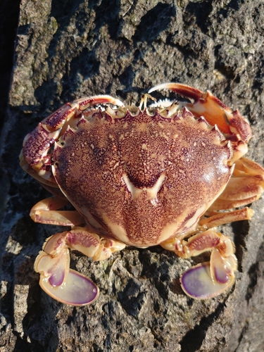 カニの釣果