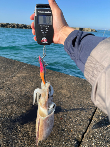 コウイカの釣果