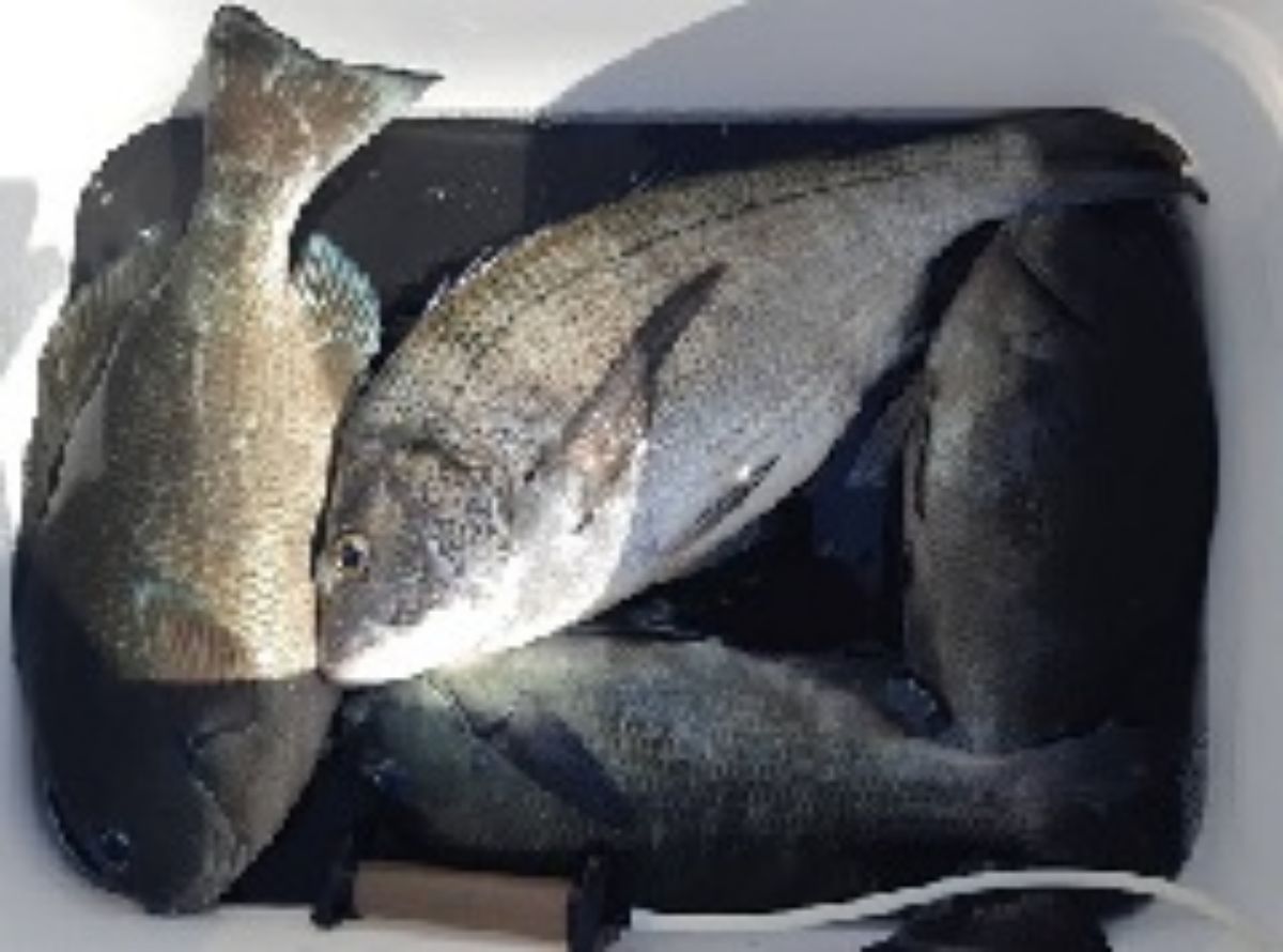 Uminchudaiさんの釣果 2枚目の画像