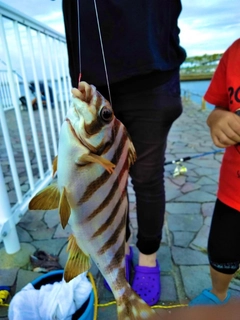 コショウダイの釣果