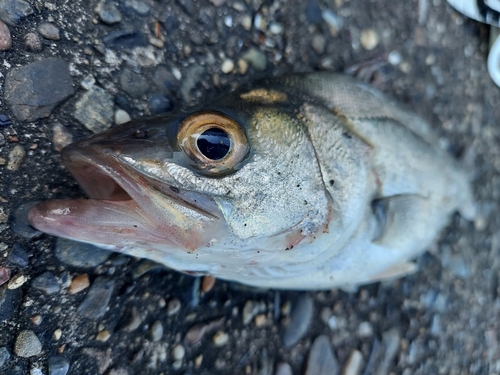 セイゴ（マルスズキ）の釣果