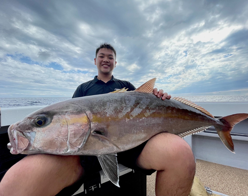 カンパチの釣果