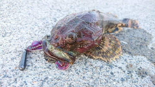 カジカの釣果