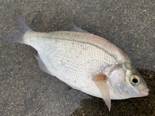 ウミタナゴの釣果