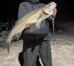 マルスズキの釣果