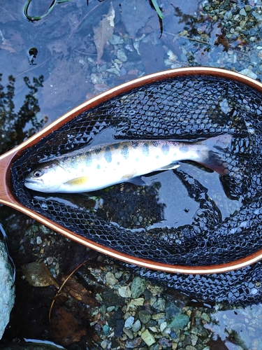 ヤマメの釣果