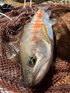 ヤマメの釣果