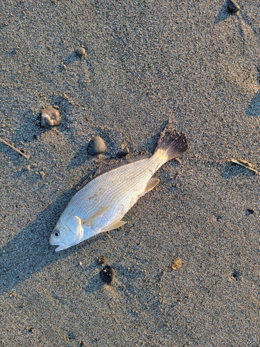 イシモチの釣果