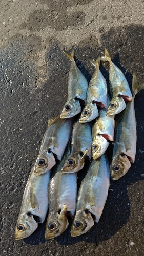 アジの釣果