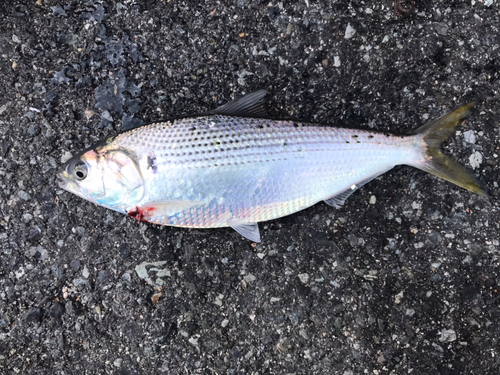 コノシロの釣果