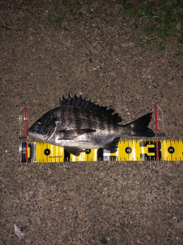 チヌの釣果