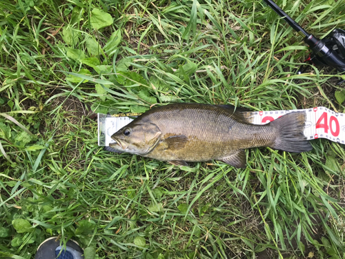 スモールマウスバスの釣果