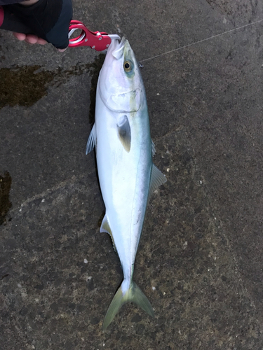 メジロの釣果