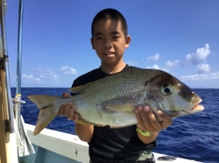 シロダイの釣果