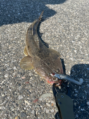 マゴチの釣果