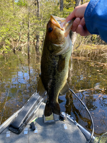 釣果