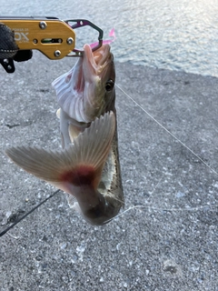 ホッケの釣果