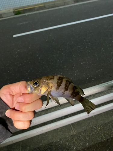 メバルの釣果