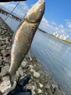 マルタウグイの釣果