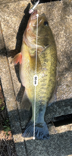 ブラックバスの釣果