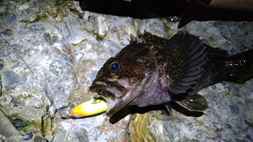 ムラソイの釣果