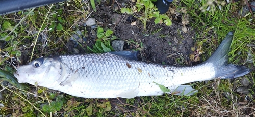 ニゴイの釣果