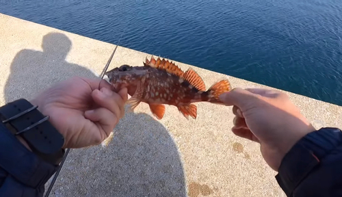 カサゴの釣果