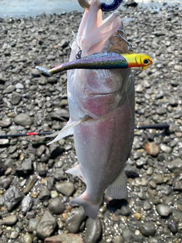 セイゴ（タイリクスズキ）の釣果