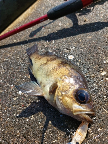 メバルの釣果