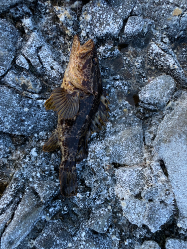 タケノコメバルの釣果