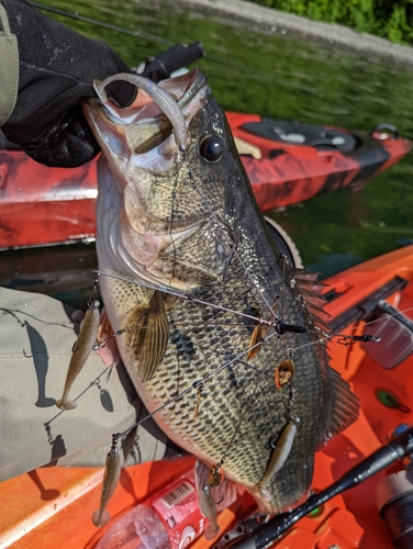 ブラックバスの釣果