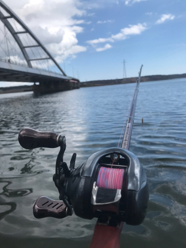 アメマスの釣果