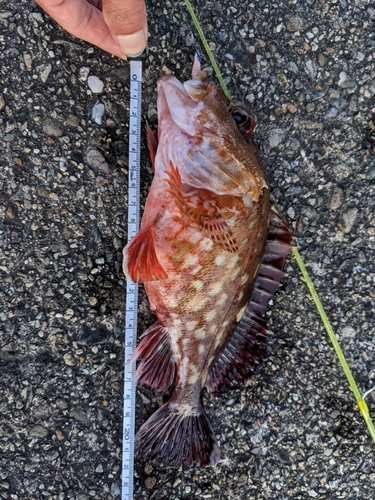 カサゴの釣果