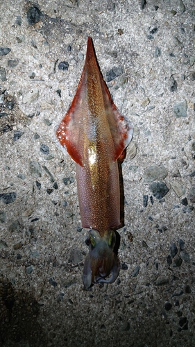 ヤリイカの釣果