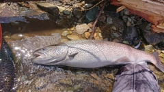 イトウの釣果