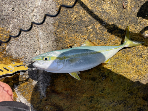 サゴシの釣果