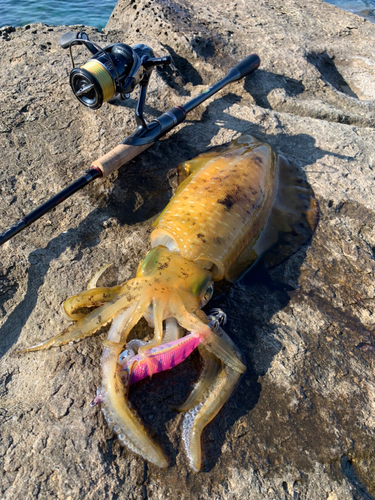 アオリイカの釣果