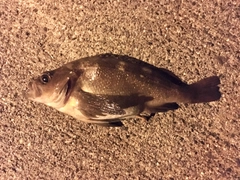 ガヤの釣果