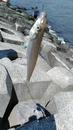 シロギスの釣果