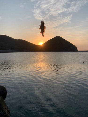 アラカブの釣果