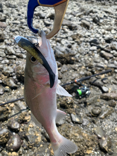 セイゴ（タイリクスズキ）の釣果