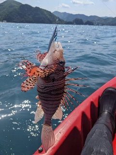 ミノカサゴの釣果