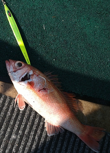 アカムツの釣果